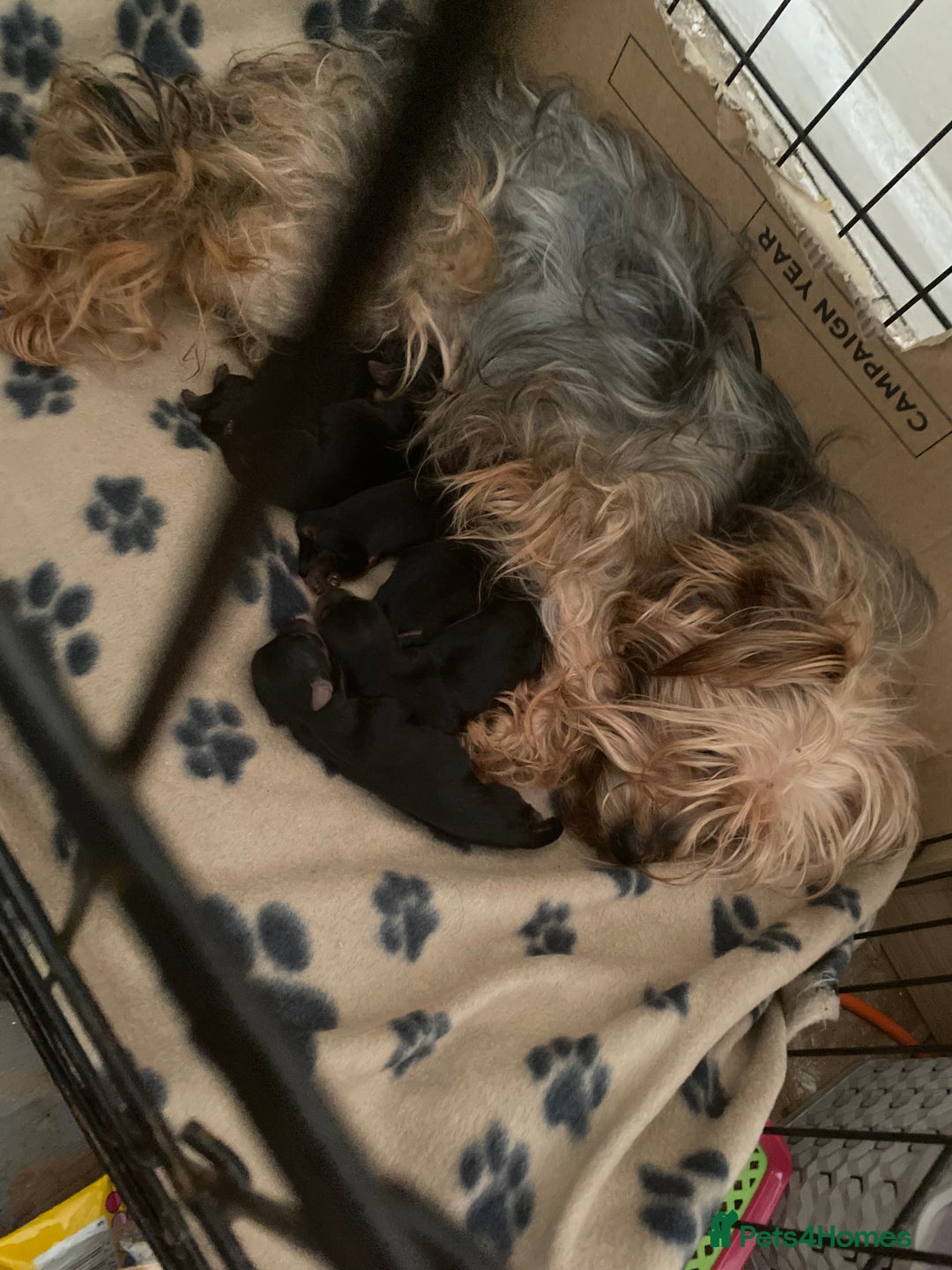 Yorkshire Terrier dogs for sale: 4 beautiful Yorkshire terrier pups  - Image 12
