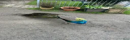 Peafowl poultry for sale: Peacock male 3 years  2x peacocks 1 year old  in Okehampton - Advert 1