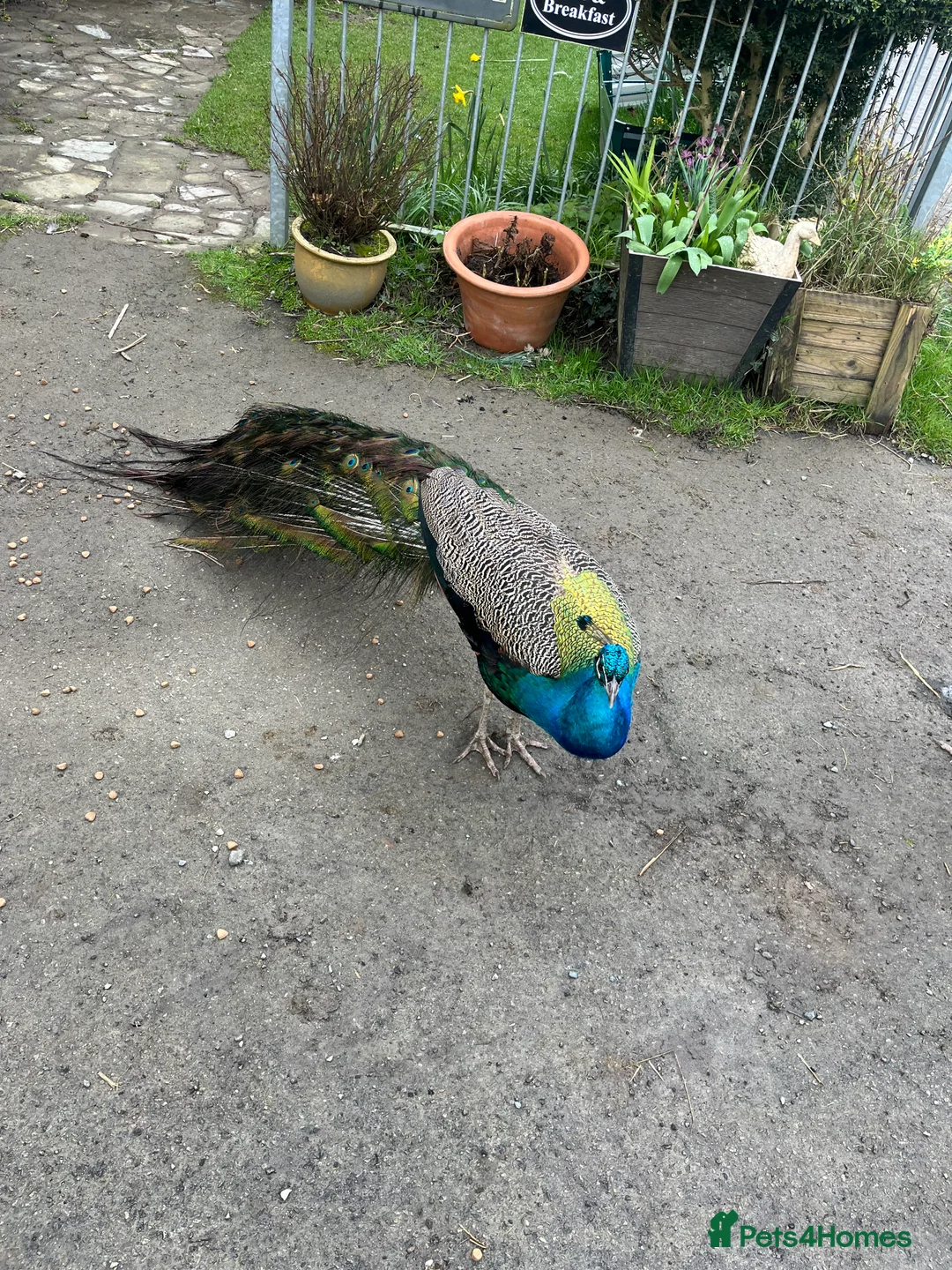 Peafowl poultry for sale: Peacock male 3 years  2x peacocks 1 year old  in Okehampton - Advert 1