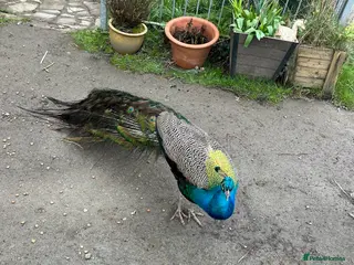 Peafowl poultry Peacock male 3 years 2x peacocks 1 year old in Okehampton - Advert 2