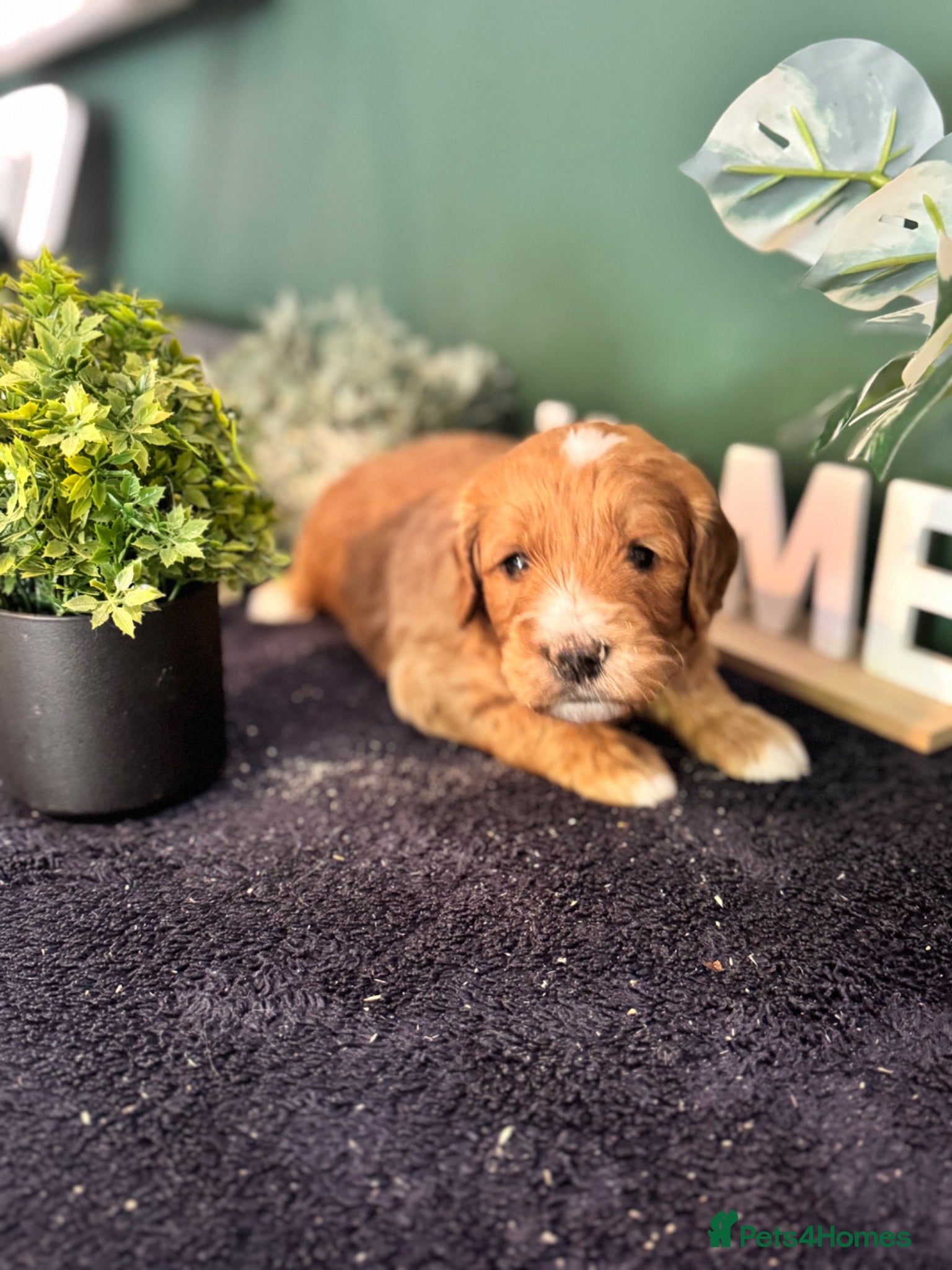 Mini Goldendoodle dogs Fantastic Miniature Goldendoodles  - Advert 1