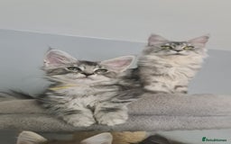 Maine Coon cats for sale: GCCF Registered - Maine Coon Kittens - Image 17
