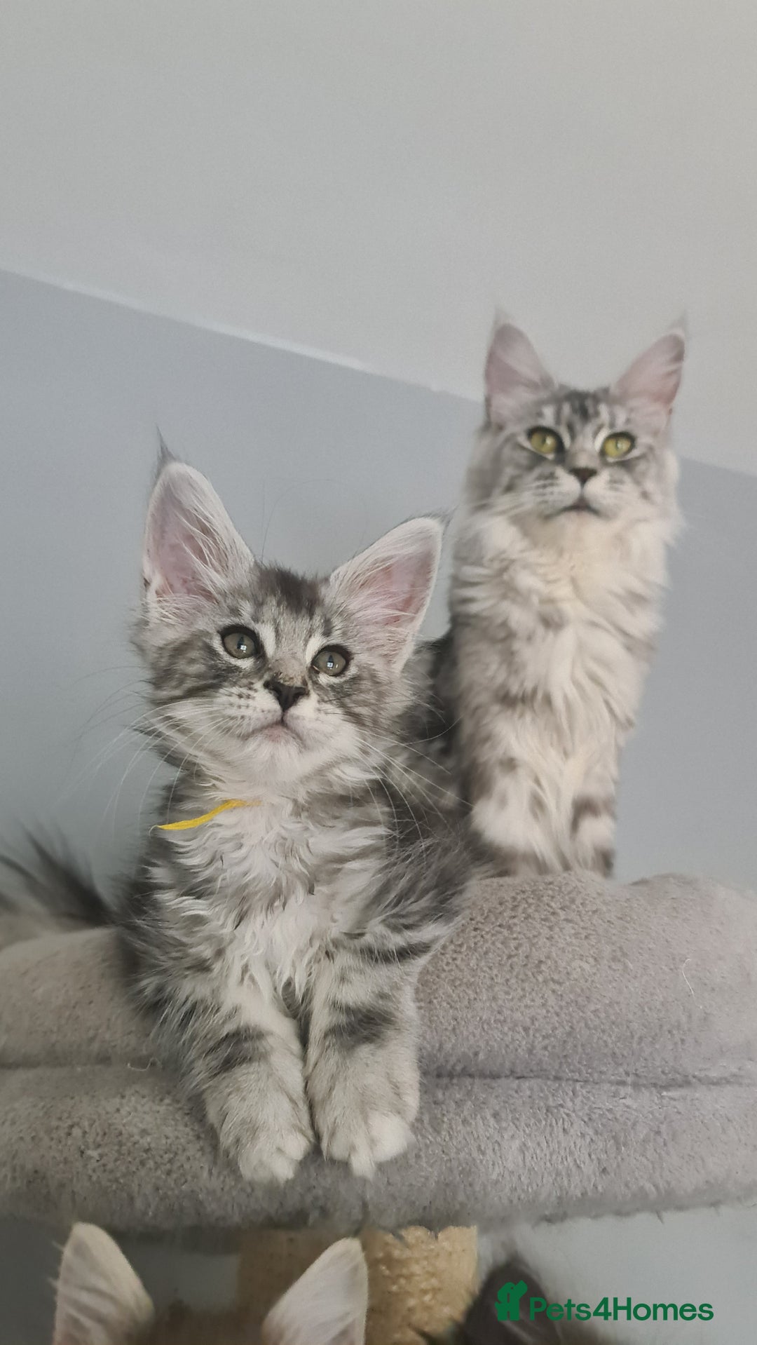 Maine Coon cats for sale: GCCF Registered - Maine Coon Kittens - Image 17