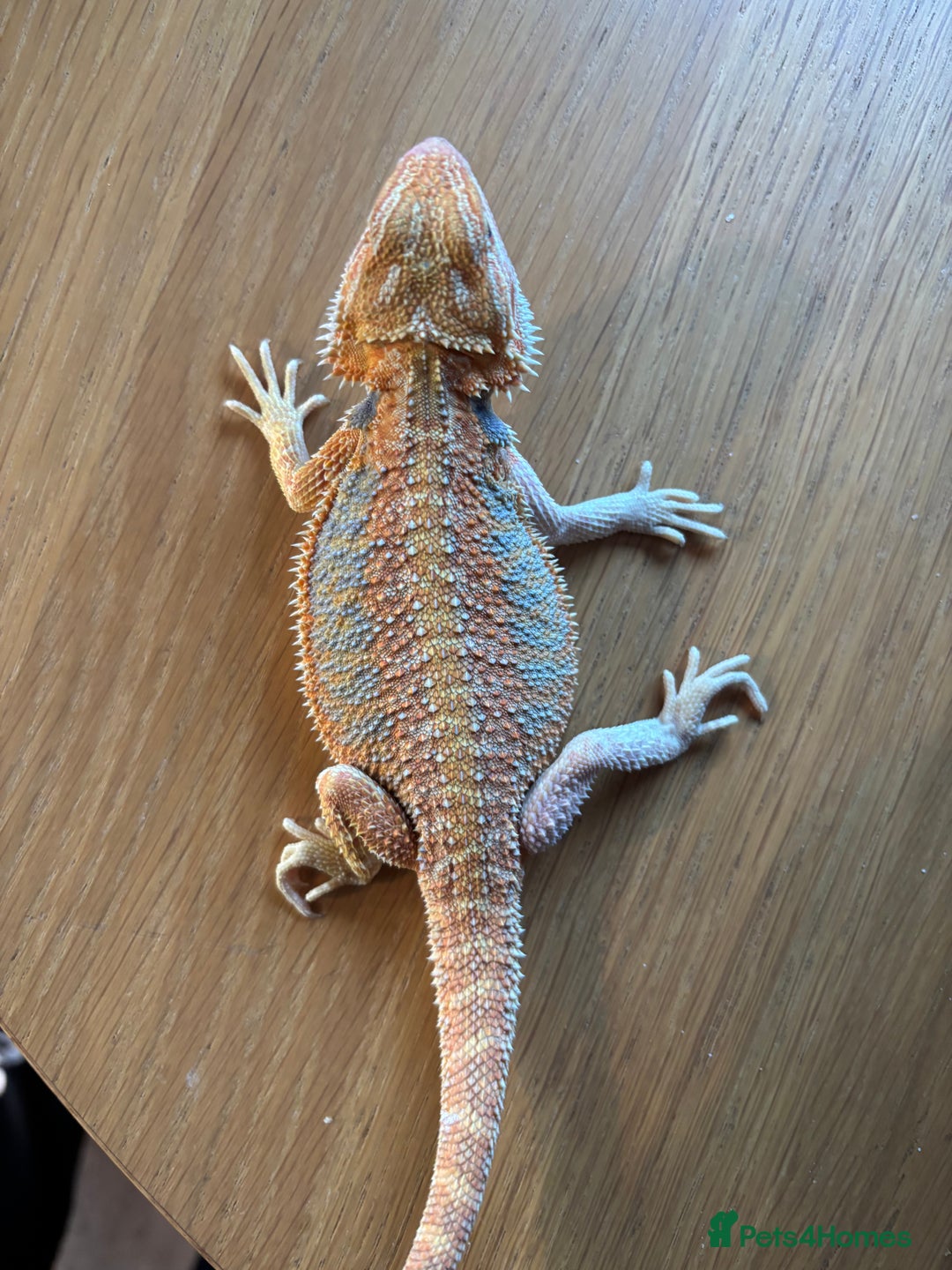 Bearded Dragon reptiles for sale: Baby bearded dragons  - Image 7