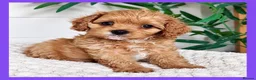 Cavapoo dogs for sale: Gorgeous cavapoo puppies from DNA tested parents - Advert 6