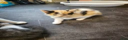 Mixed Breed cats for sale: Femail calico kittens for sale  in Huddersfield - Advert 4