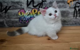 Munchkin cats for sale: Munchkin kittens ready for reservations or collect - Image 11