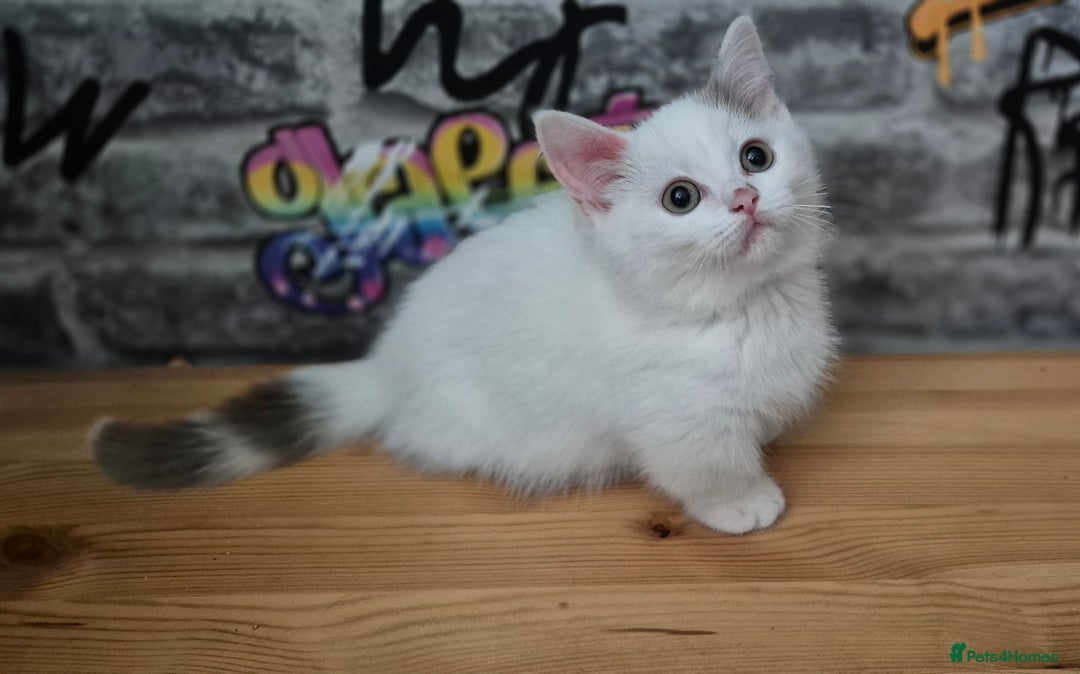 Munchkin cats for sale: Munchkin kittens ready for reservations or collect - Image 11