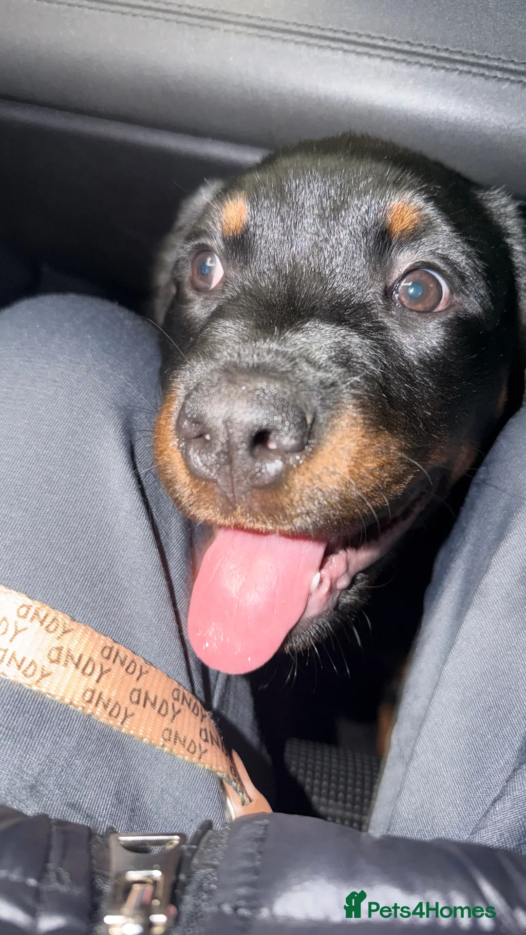 Rottweiler dogs for sale: Rottweiler female pup - Advert 8