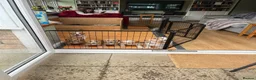 Cocker Spaniel dogs for sale: KC Lemon Roan Cockers from Champion Lines in Ellon - Advert 27
