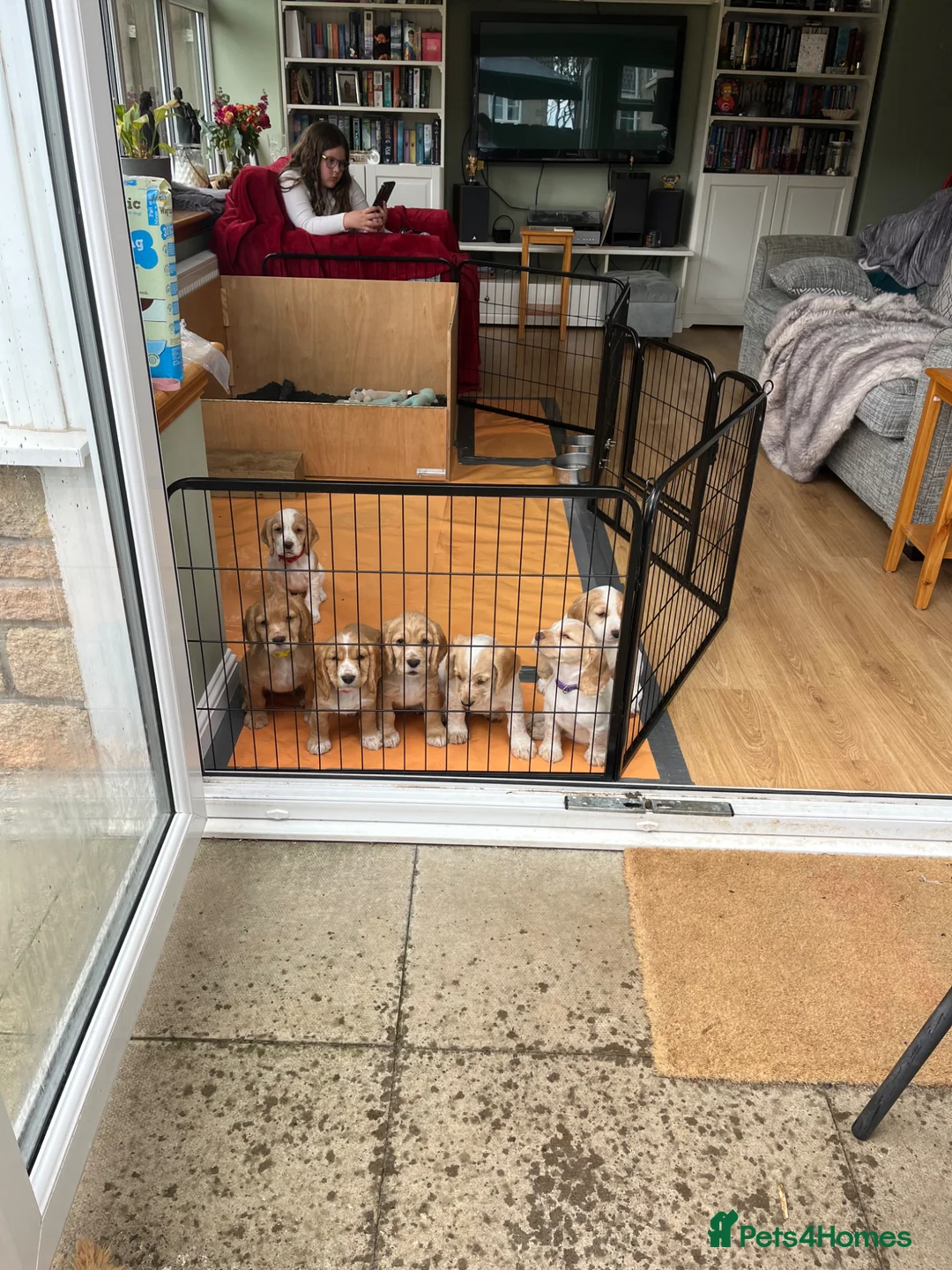 Cocker Spaniel dogs for sale: KC Lemon Roan Cockers from Champion Lines in Ellon - Advert 27