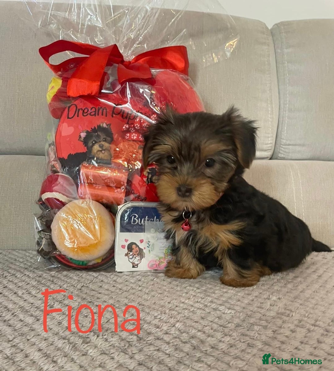 Yorkshire Terrier dogs for sale: Beautiful 2 Girls Yorkshire Terrier Pedigree  - Advert 21