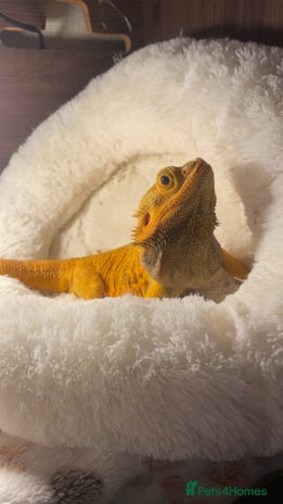 Bearded Dragon reptiles - Advert 1