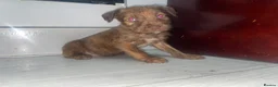 Mixed Breed dogs for sale: Bull Wheaten - Advert 1