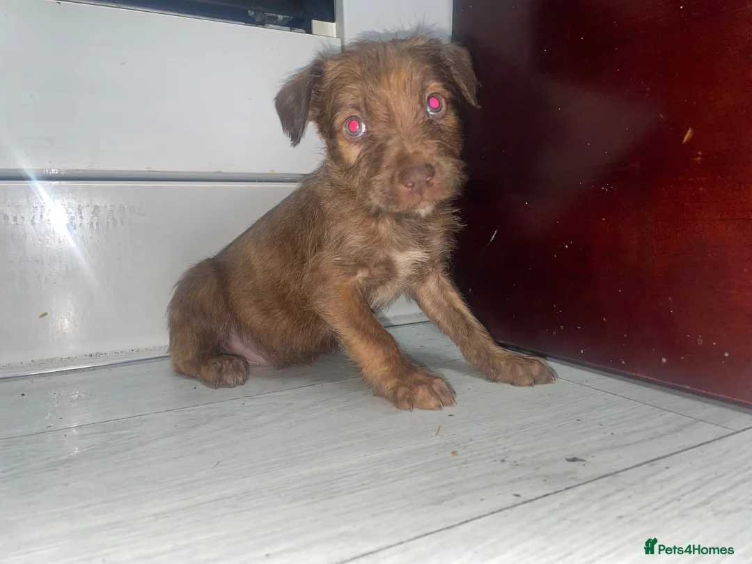 Mixed Breed dogs for sale: Bull Wheaten - Advert 1