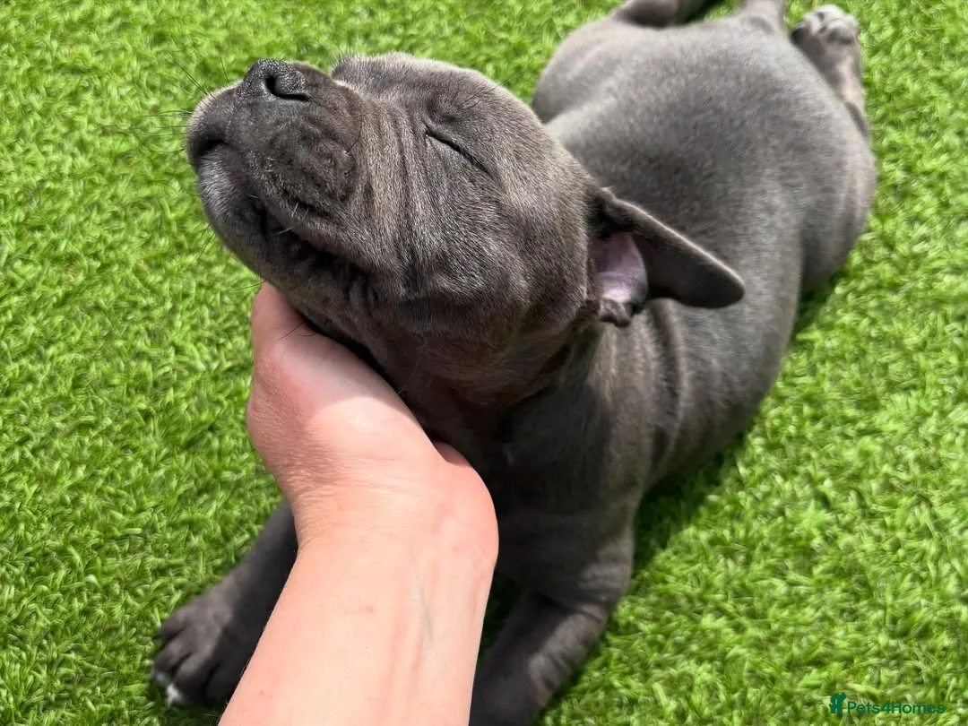 Staffordshire Bull Terrier dogs for sale: Beautiful Staffy Puppies  in Liverpool - Advert 14