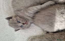 British Shorthair cats for sale: Beautiful British Short hair Blue kittens for sale - Image 11