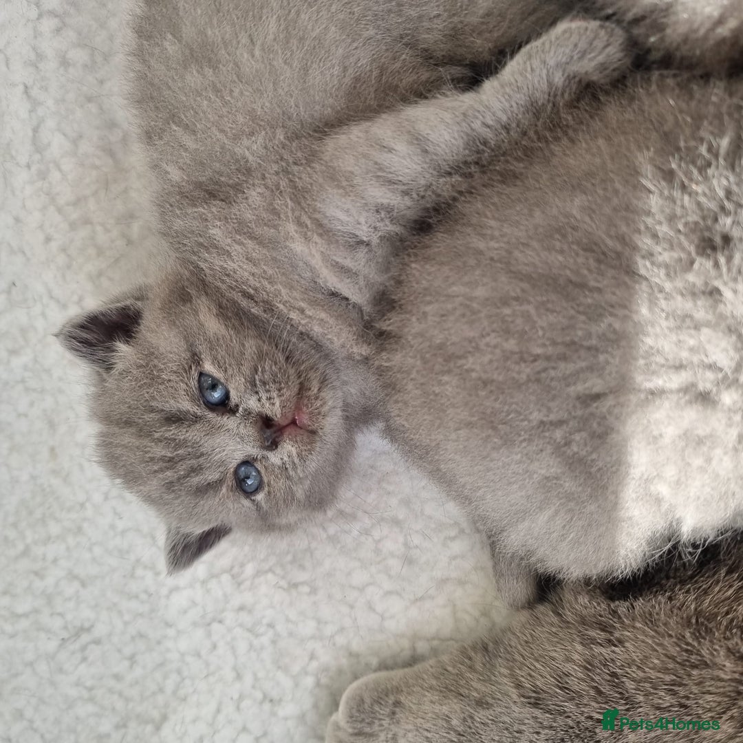 British Shorthair cats for sale: Beautiful British Short hair Blue kittens for sale - Image 11