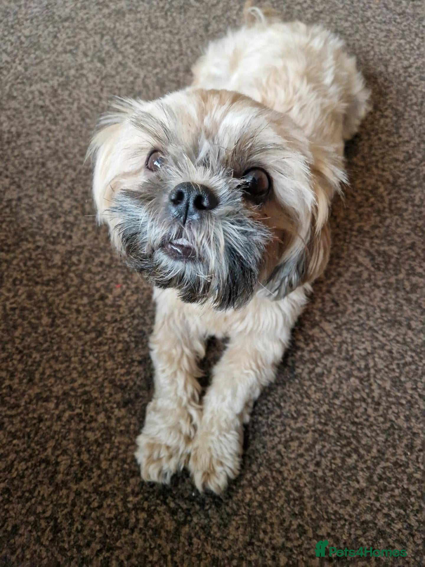 Shih Tzu dogs for sale: 2 shih-tzu puppies Male - Advert 4