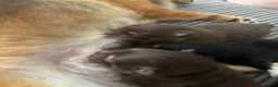 Pomeranian dogs for sale: Two Pomeranian boys for sale  - Advert 2