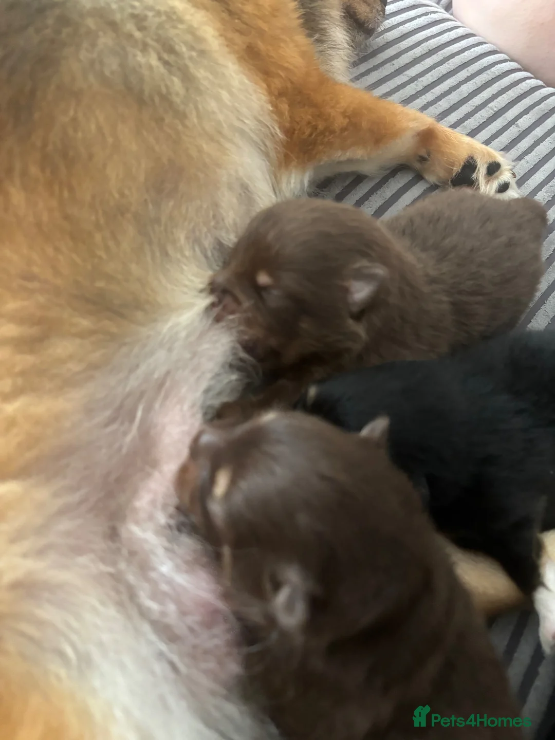 Pomeranian dogs for sale: Two Pomeranian boys for sale  - Advert 2