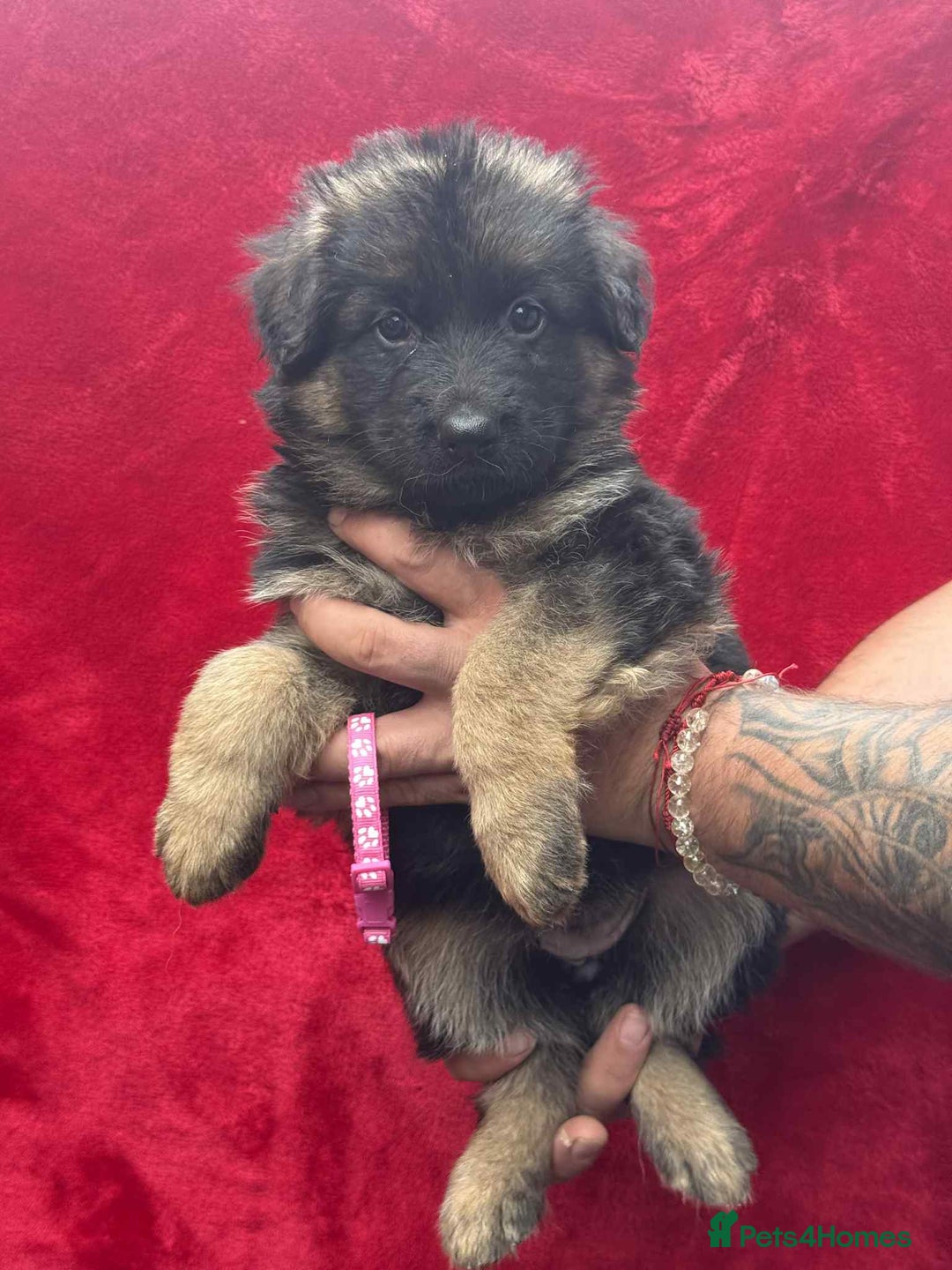 German Shepherd dogs for sale: German Shepherd Puppies  - Image 9