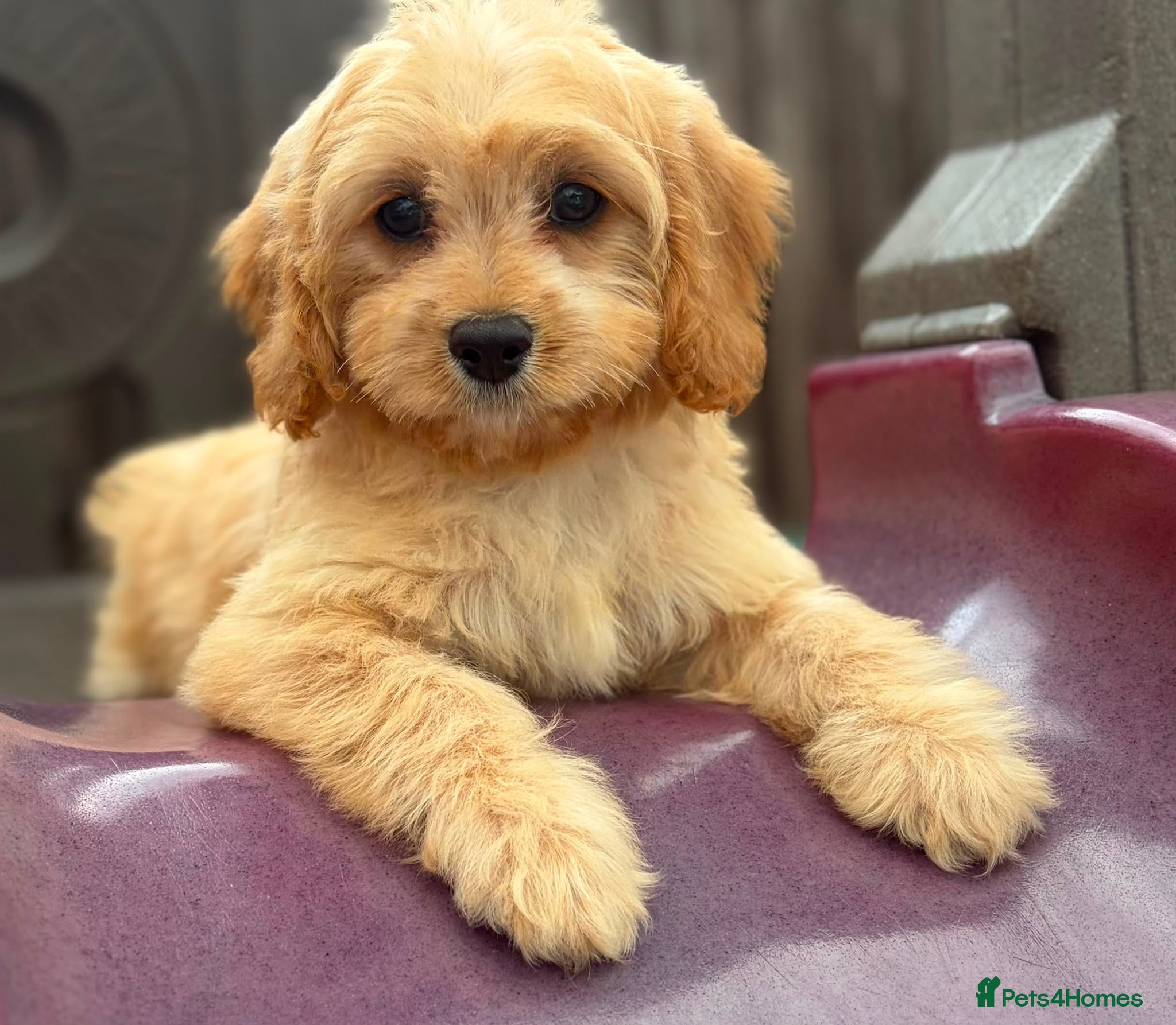 Cavapoo dogs Ready now Cavapoo puppies !!! - Advert 1