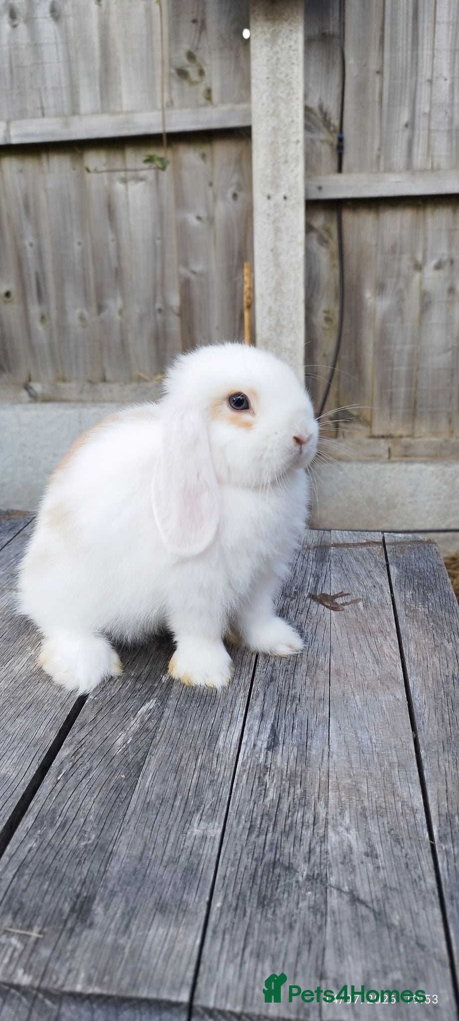 Mini Lop rabbits Minilop bunnies  - Advert 2