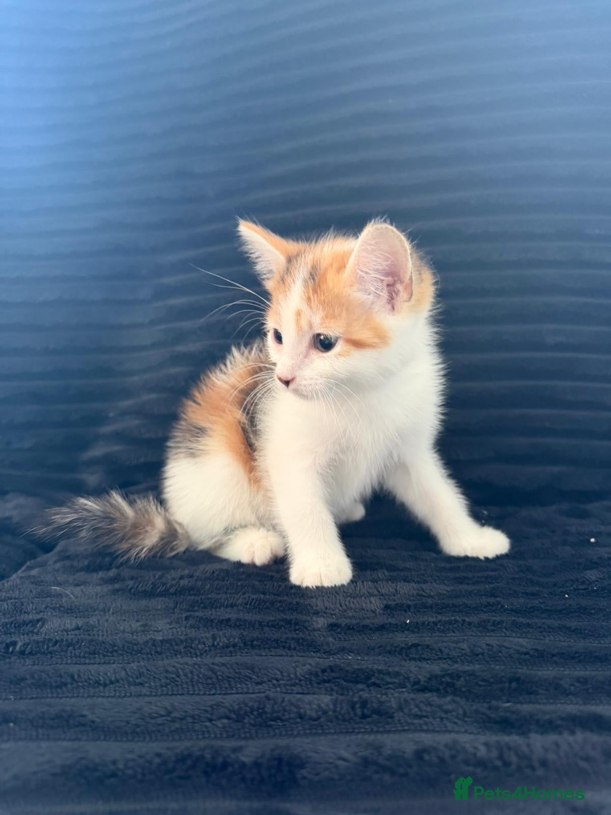Turkish Angora cats Half Turkish Angora kittens medium/long hair  - Advert 10