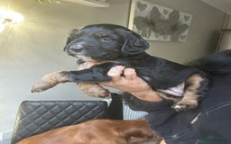 Mixed Breed dogs for sale: KC COCKER X MINI COLLIE PUPS  - Advert 5