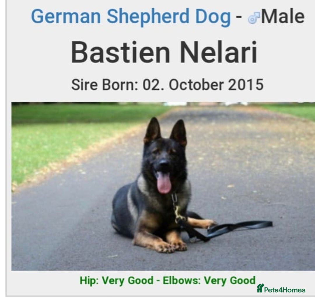 German Shepherd dogs for sale: Beautiful KC Registered Gsd Puppy Ready now😍😍 - Advert 10