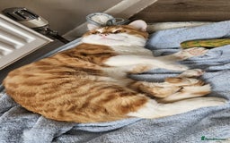 Mixed Breed cats for adoption: Male Rescue Cat for Indoor Adoption - Image 9