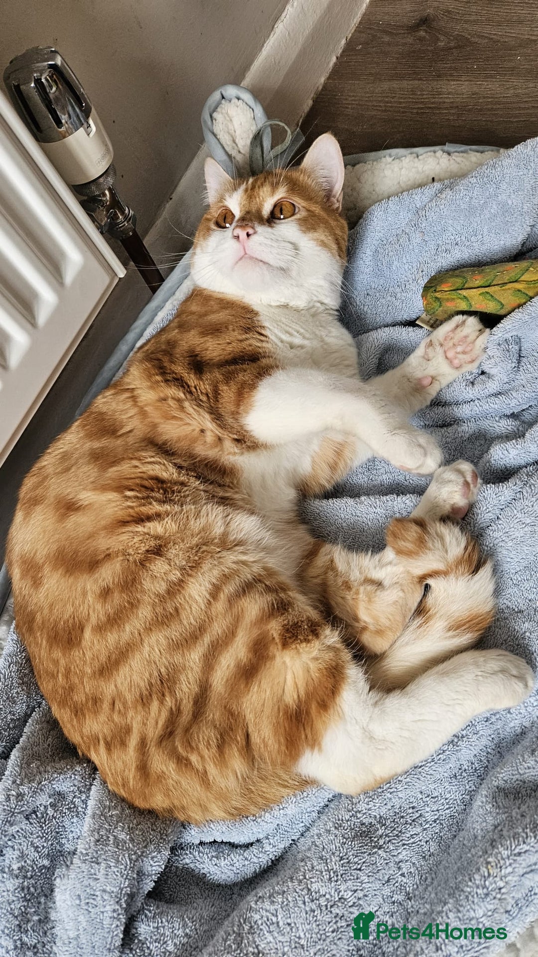 Mixed Breed cats for adoption: Male Rescue Cat for Indoor Adoption - Image 9