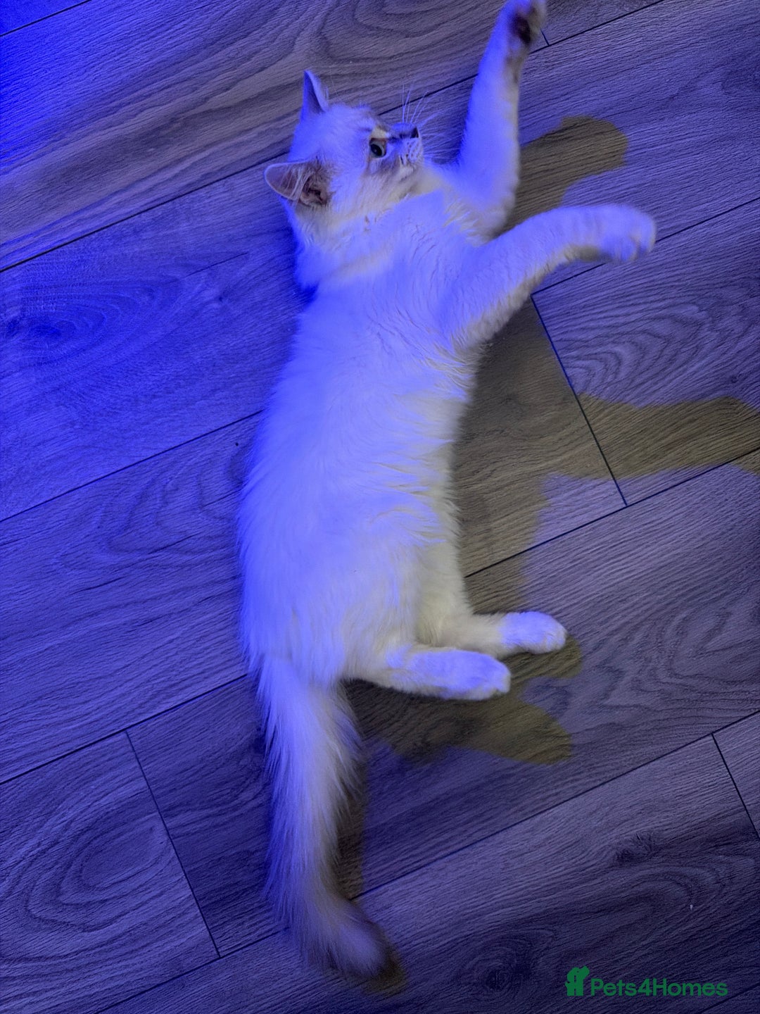 Ragdoll cats for sale: Male Ragdoll Kitten  - Image 2