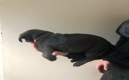 Labrador Retriever dogs for sale: Silver labrador puppys - Image 8
