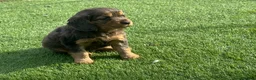 Cocker Spaniel dogs for sale: Cocker spaniel puppies in Llanelli - Advert 3