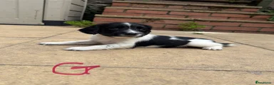 English Springer Spaniel 8