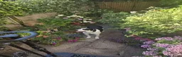 Mixed Breed dogs for adoption: Meet Calypso, currently residing in Harrow  in Harrow - Advert 6