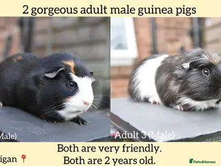 Guinea Pig rodents Guinea Pigs Looking For New Homes - Advert 5