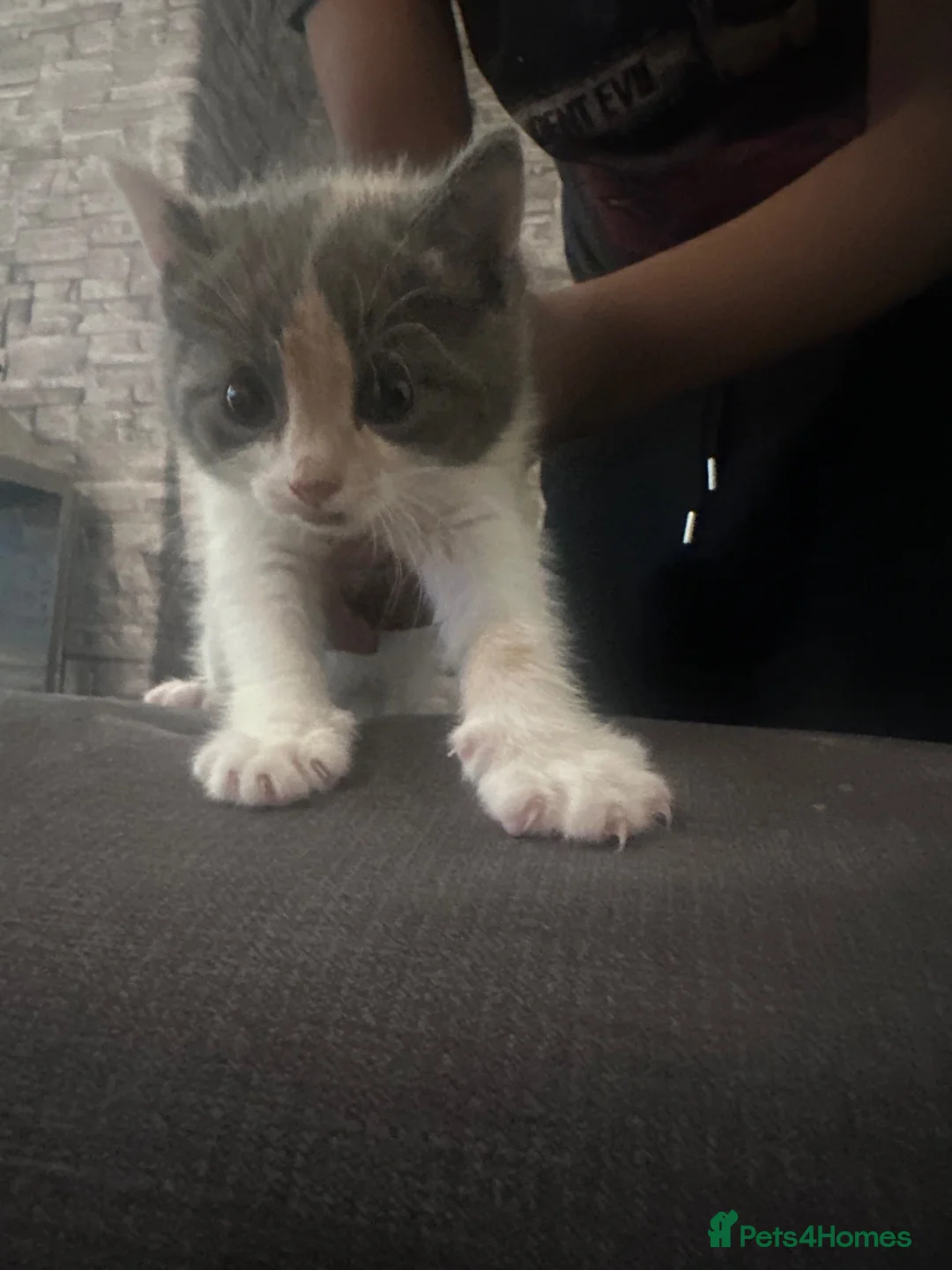 Domestic Shorthair cats for sale: Two 6 month old kittens  in Wallsend - Advert 8