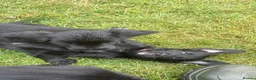 Bordoodle dogs for sale: Bordoodle Puppies Last Remaining Two ⭐ - Advert 13