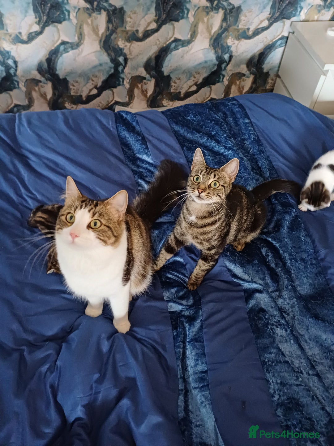 Mixed Breed cats for sale: Kittens  - Image 14