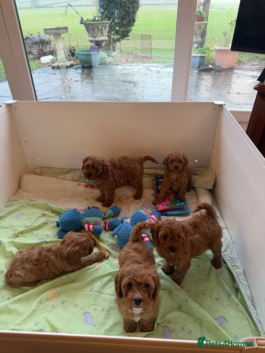 Cavapoo dogs for sale: Stunning fox red Cavapoo puppies - Advert 5