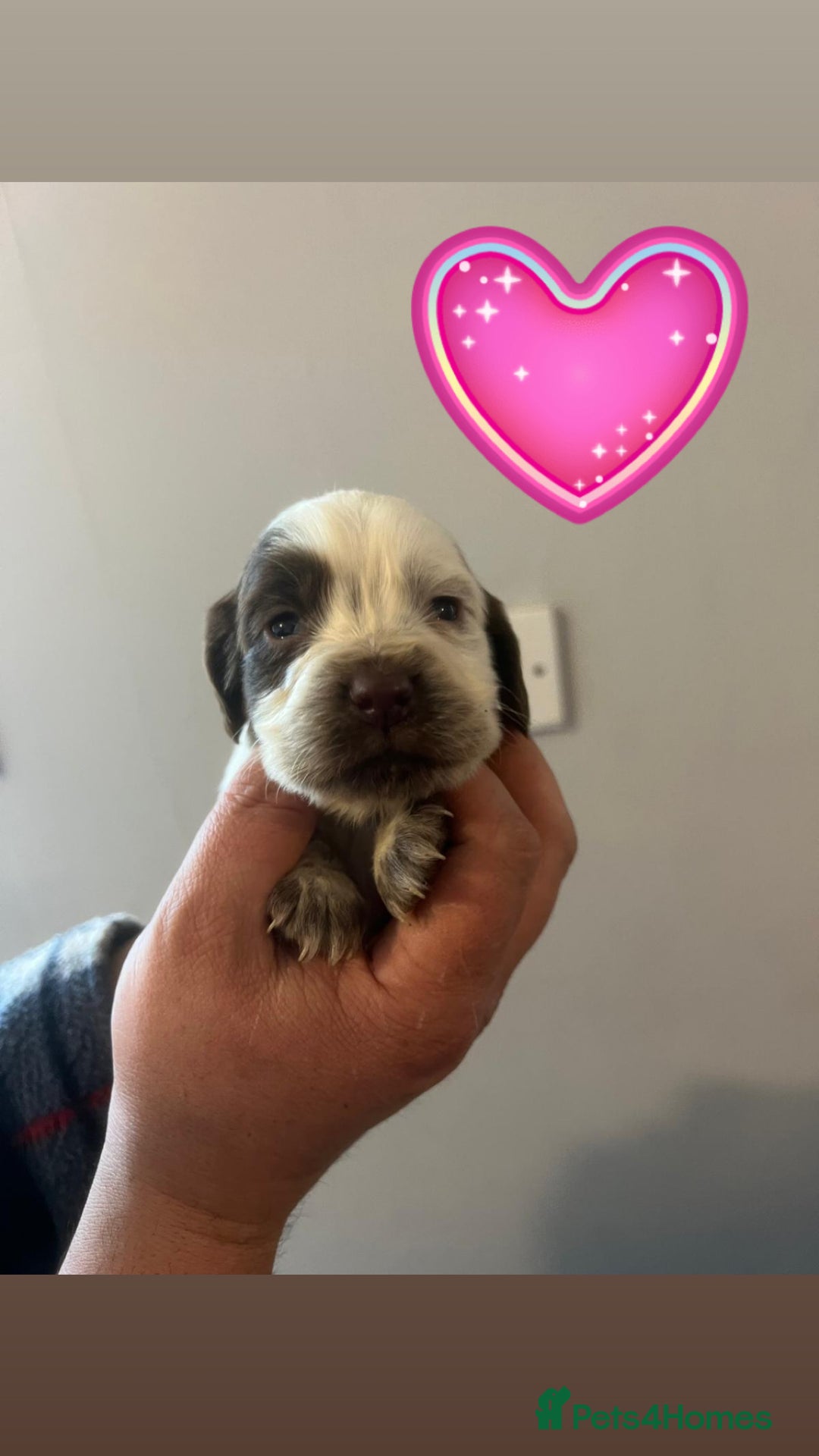 Sprocker dogs for sale: Sprocker spaniel puppies  - Advert 2