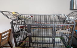 Cockatiels birds for sale: Cockatiel female 3 yrs old. Prefers out of cage. - Image 2