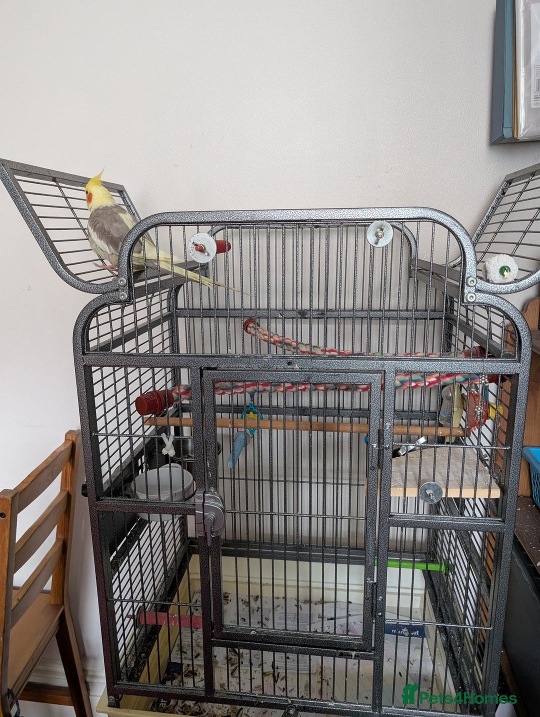 Cockatiels birds for sale: Cockatiel female 3 yrs old. Prefers out of cage. - Image 2
