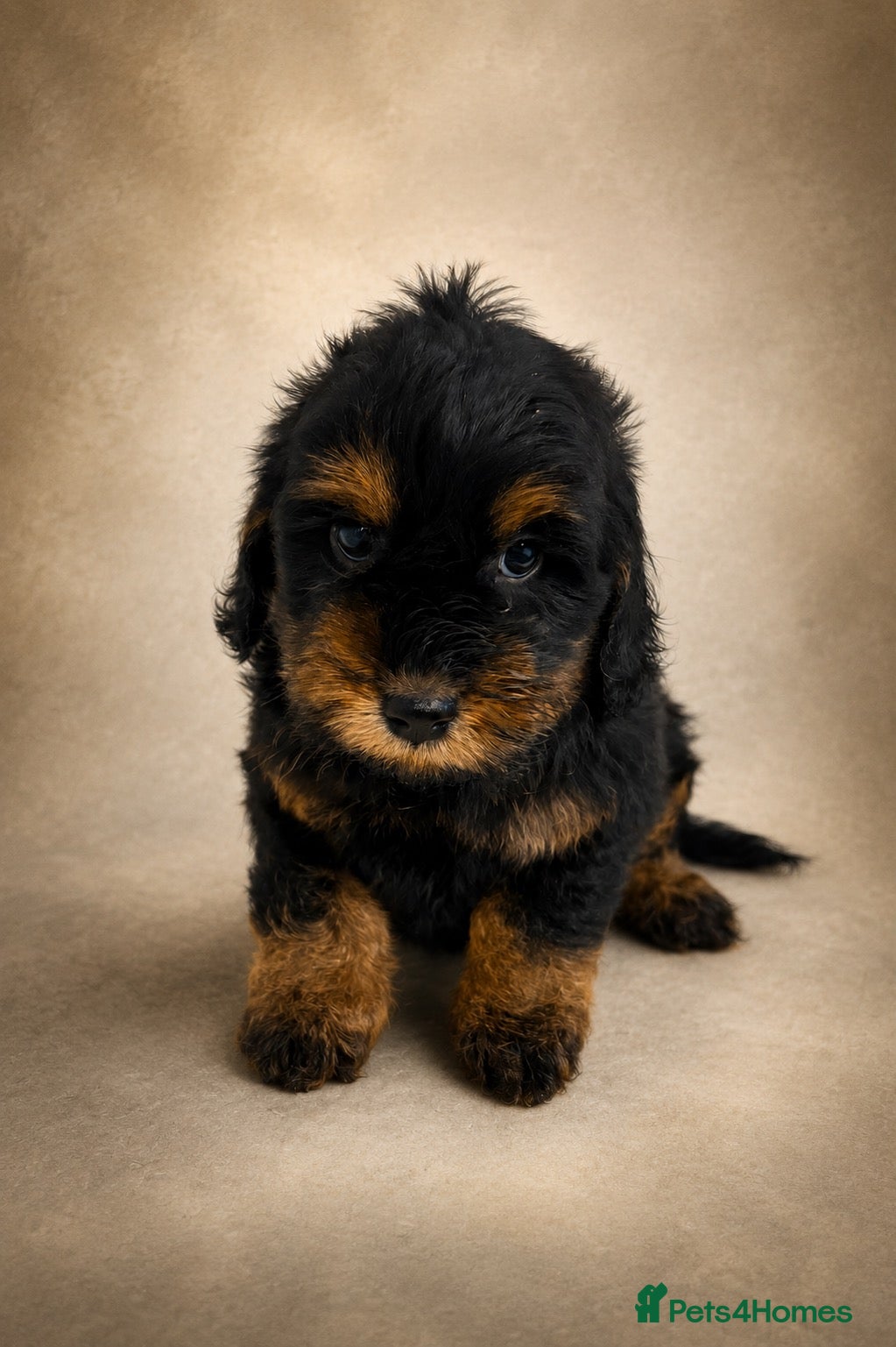 Cockapoo dogs F1 cockapoos  - Advert 2