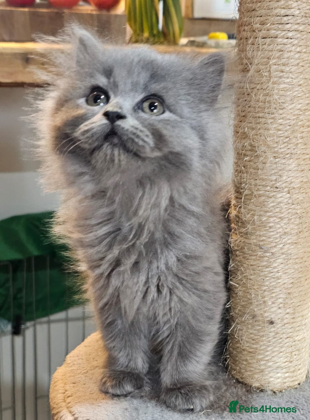 British Longhair cats for sale: Blue & Lilac Gorgeous fluffy BLH male kittens - Advert 21