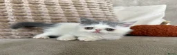 Exotic cats for sale: Ready to leave! 4 exotic shorthair boys  - Advert 4