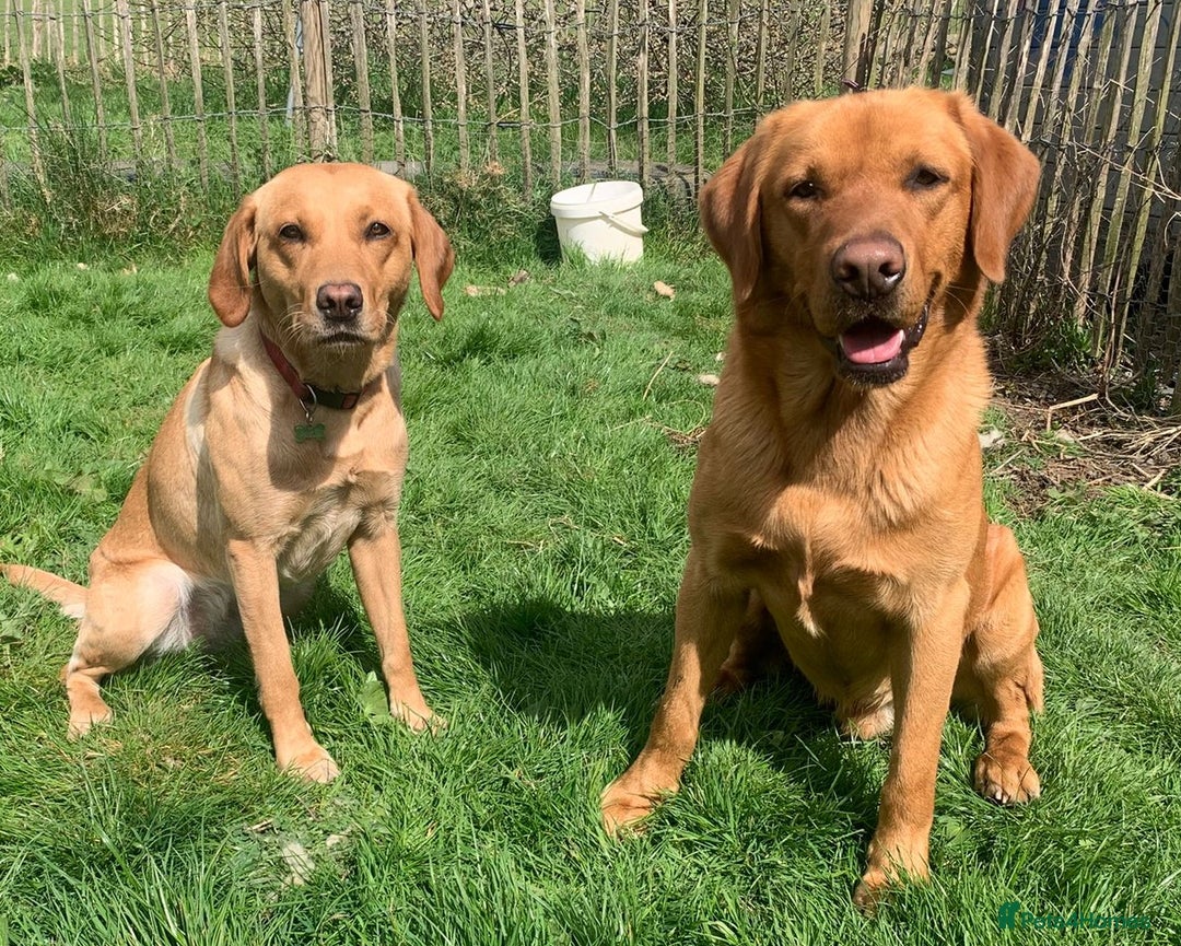 Original Labrador Female Dogs Gorgeous Labrador Female Puppy For
